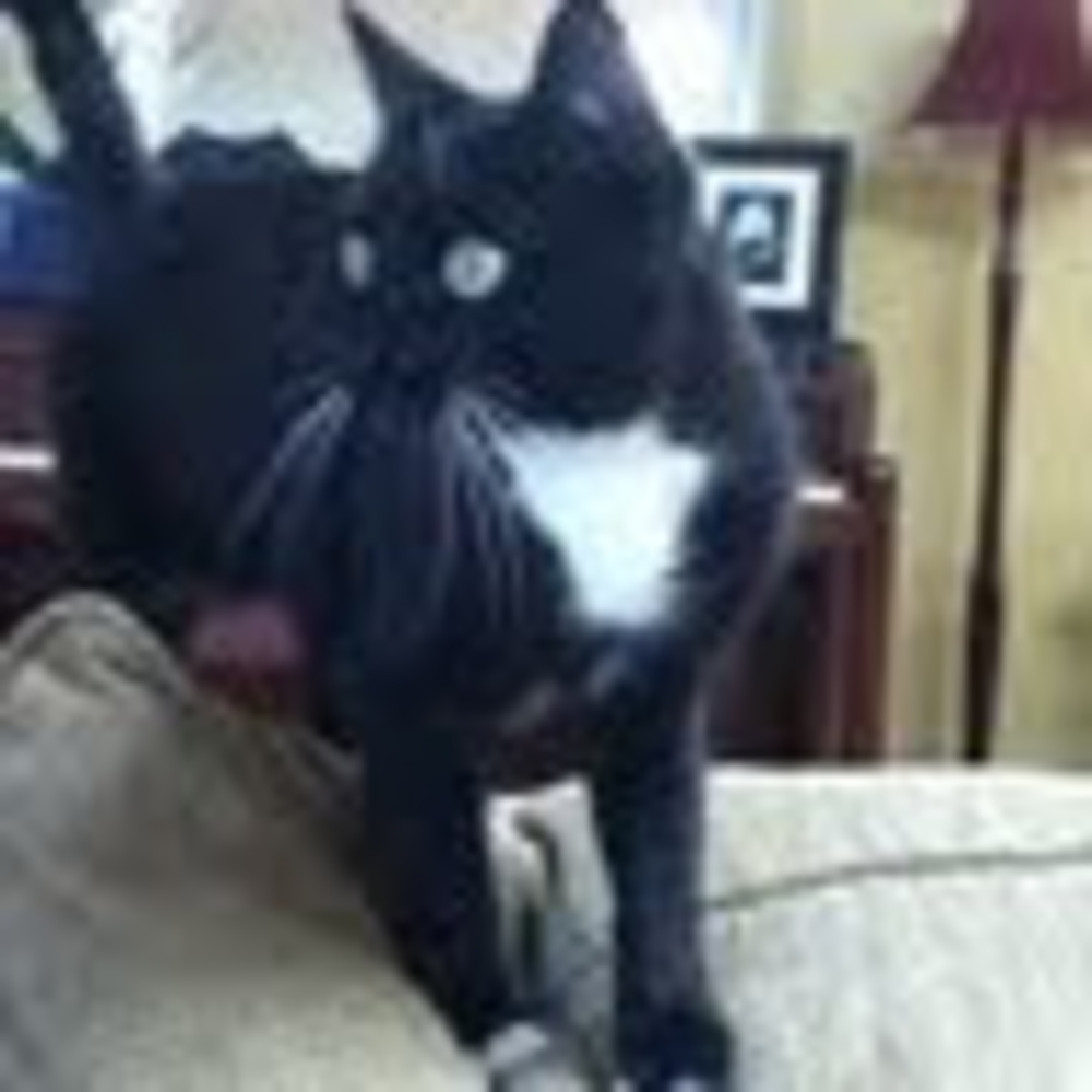 Meet your Posher, Brook